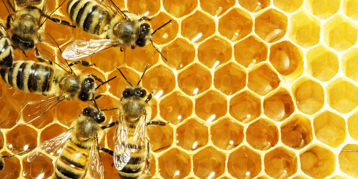 Apis Mellifera
